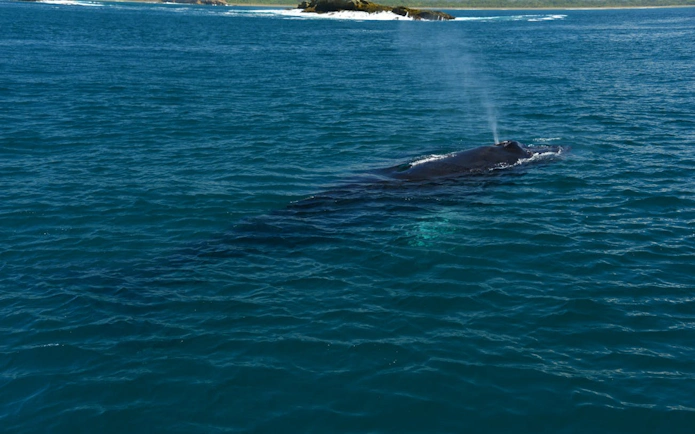 Whale surfacing near catamaran on Manuel Antonio cruise, Costa Rica.