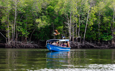 From Langkawi: Kilim Geoforest Park Mangrove and Island-Hopping Cruise with Hotel Transfers and Lunch
