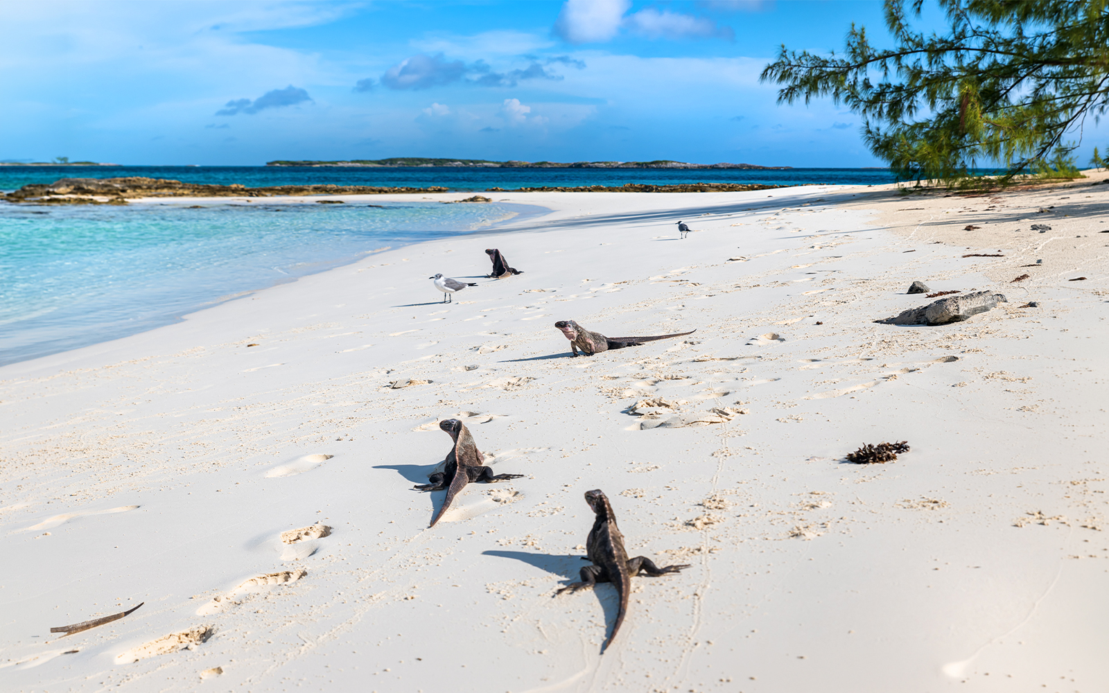 Wild iguanas on the sandy beach of Allen's Cay, Great Exuma, Bahamas.