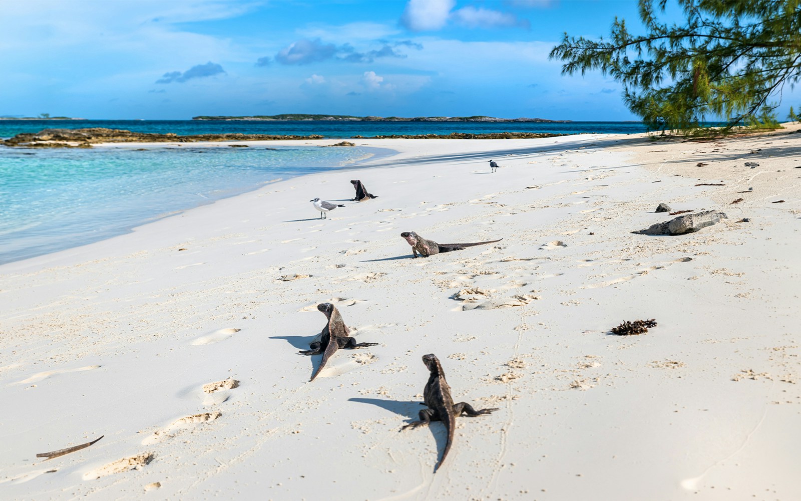 Wild iguanas on the sandy beach of Allen's Cay, Great Exuma, Bahamas.