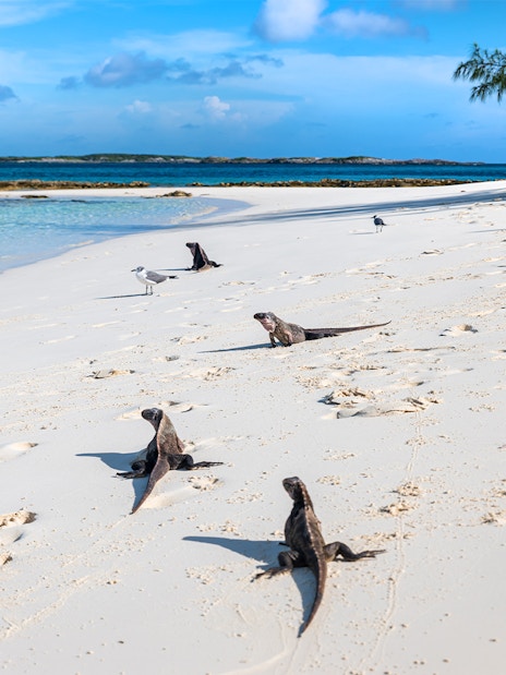 Wild iguanas on the sandy beach of Allen's Cay, Great Exuma, Bahamas.