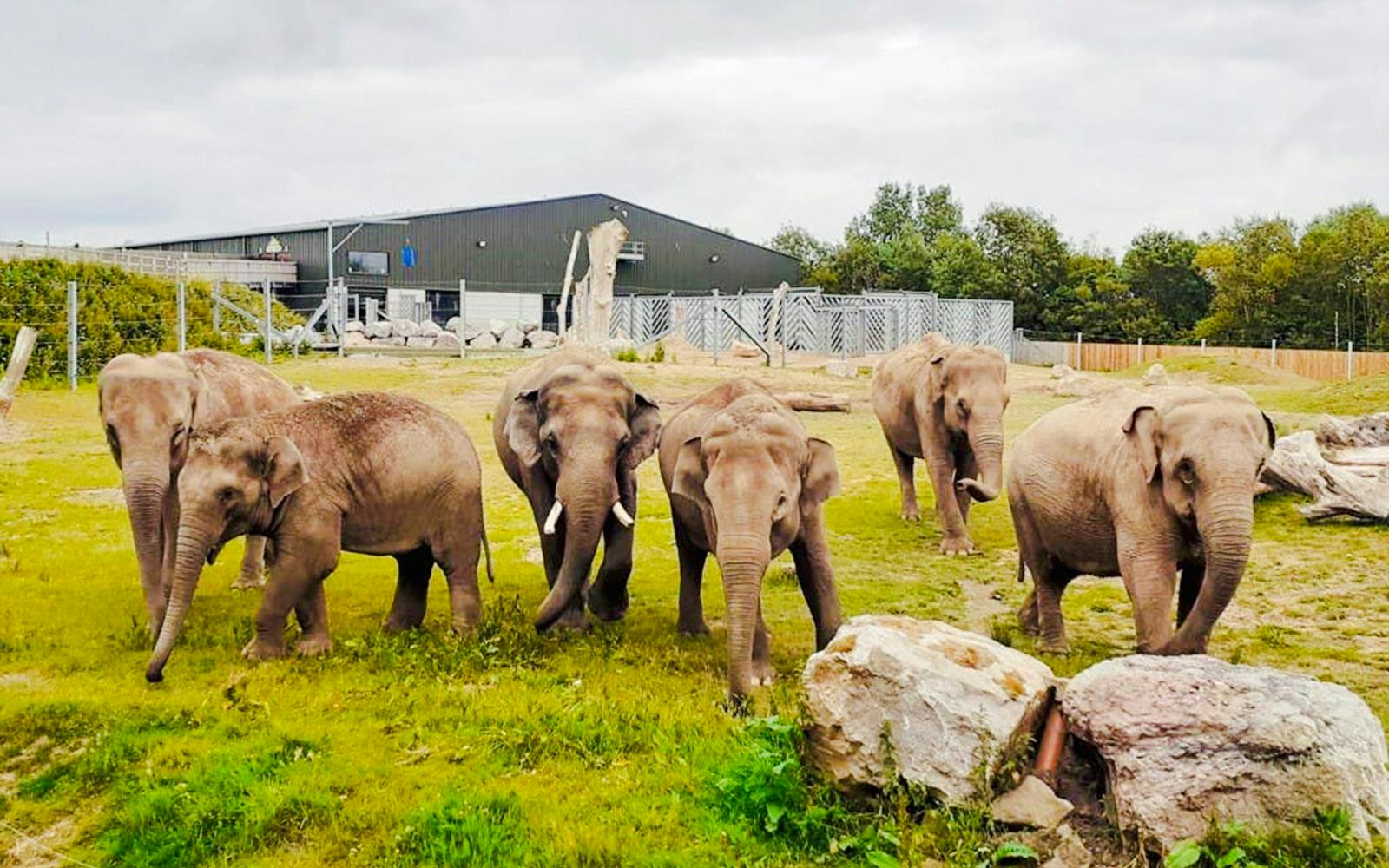 Elephants walking in an enclosure at Blackpool Zoo.