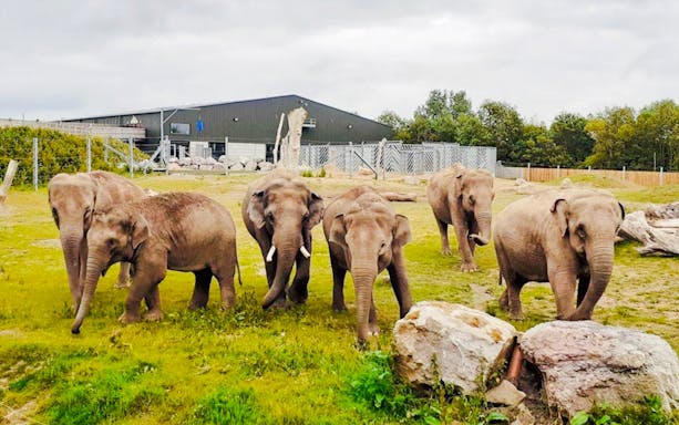 Elephants walking in an enclosure at Blackpool Zoo.