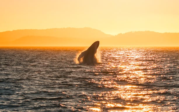 Humpback whale breaching at sunset in Victoria, silhouetted against golden light.