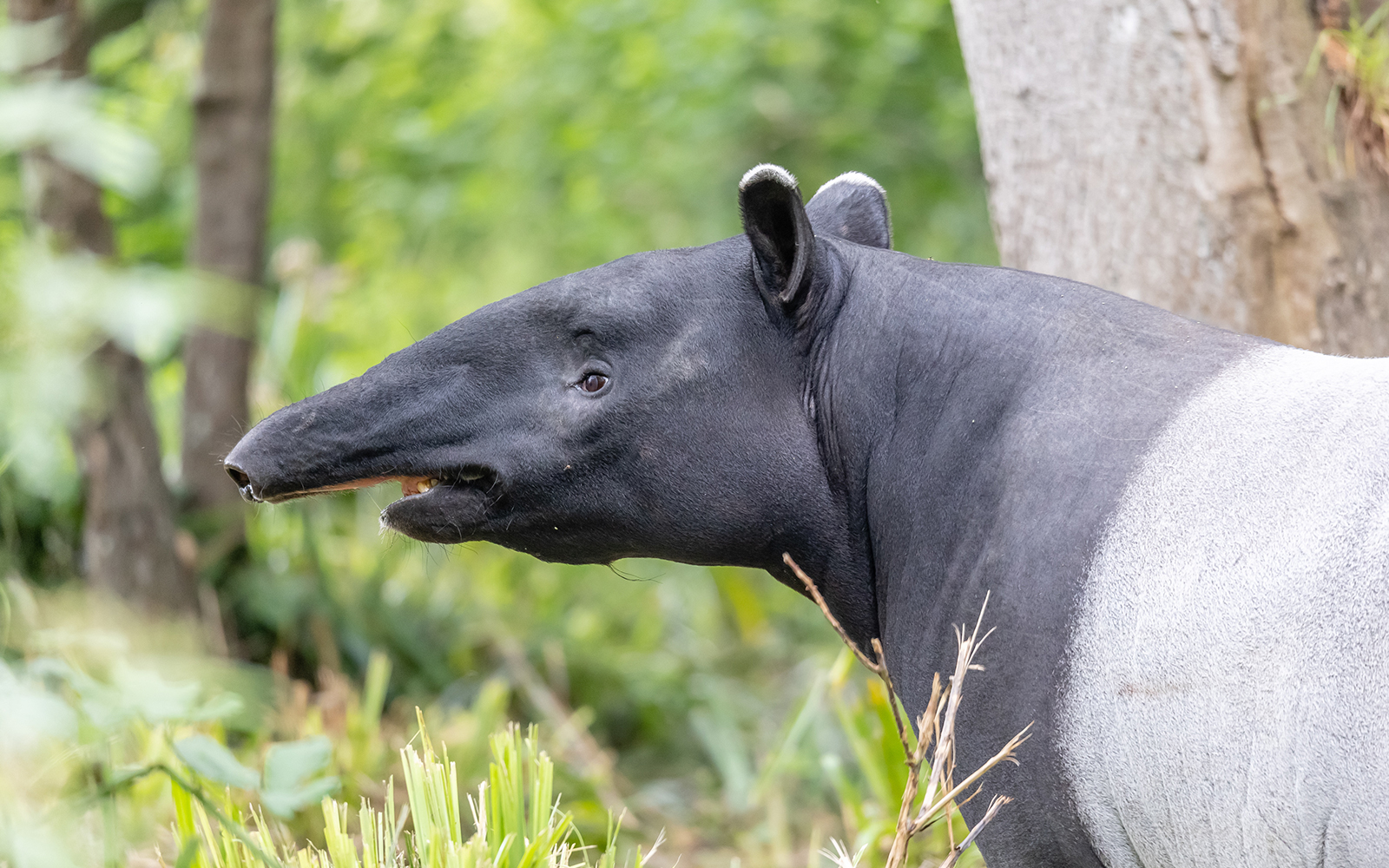 Malayan Tapir