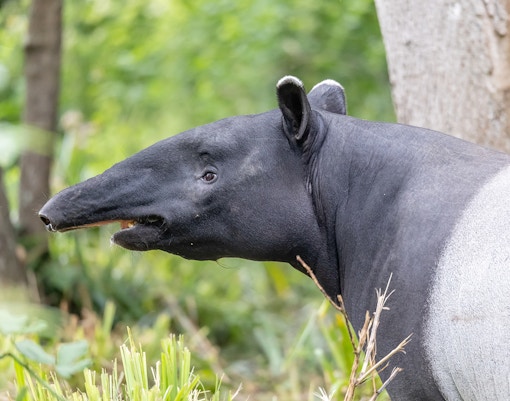 Malayan Tapir