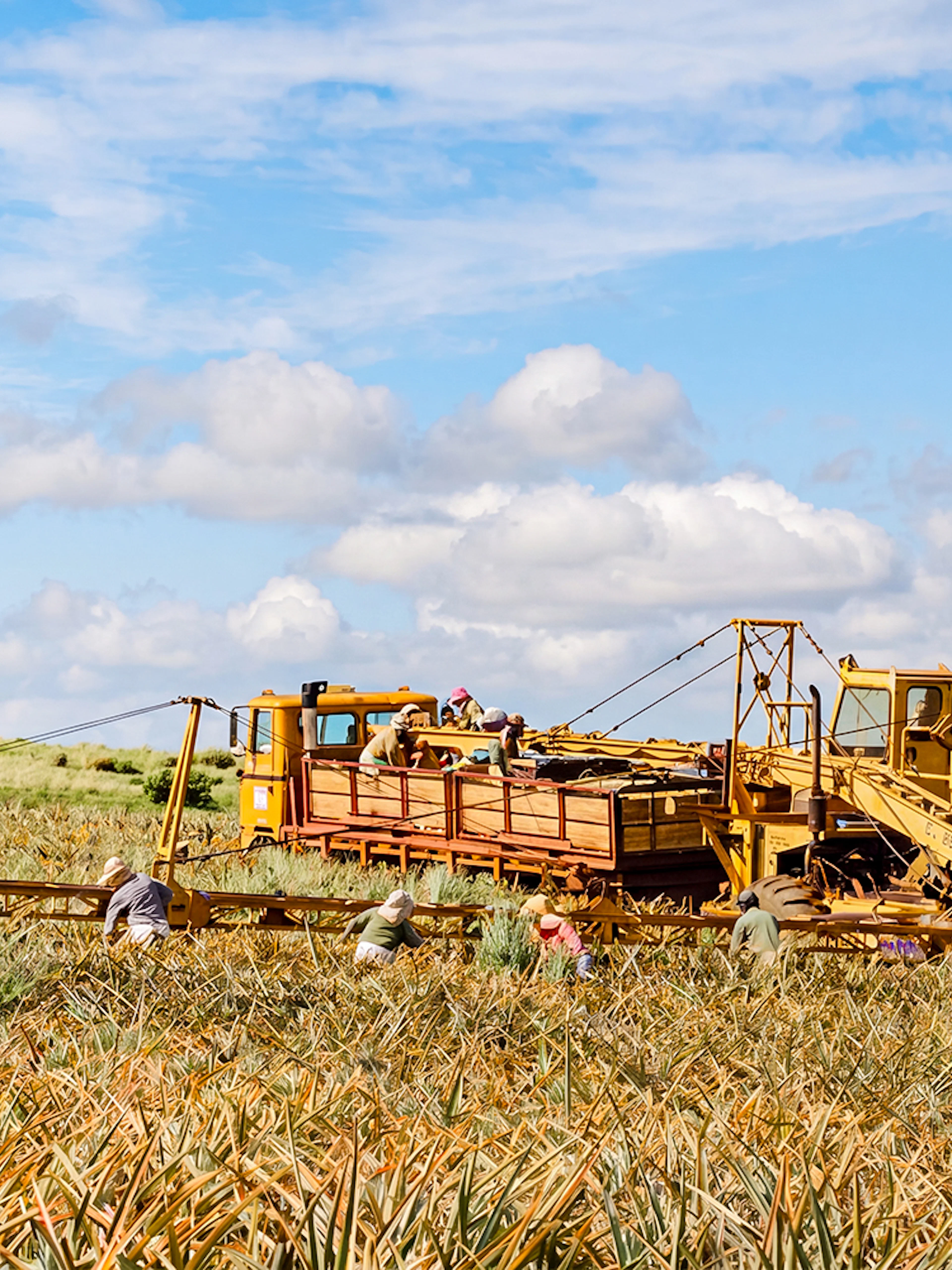 Workers harvesting pineapples with machinery on a farm under a blue sky.