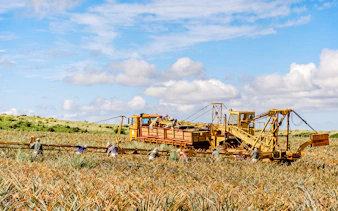 Workers harvesting pineapples with machinery on a farm under a blue sky.