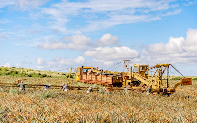 Workers harvesting pineapples with machinery on a farm under a blue sky.