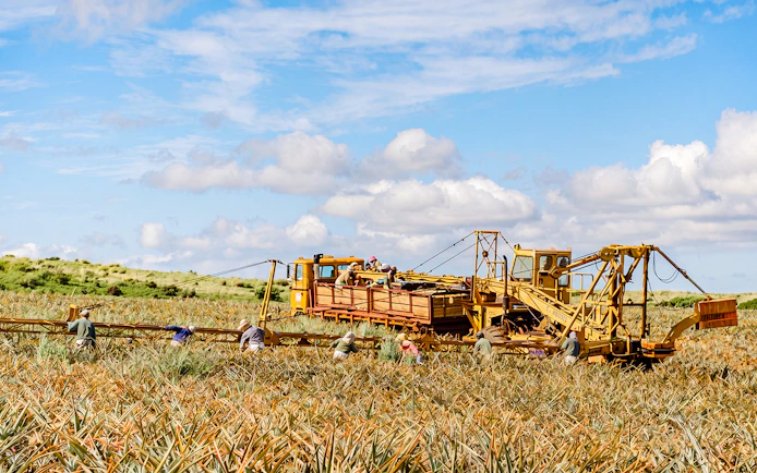 Workers harvesting pineapples with machinery on a farm under a blue sky.