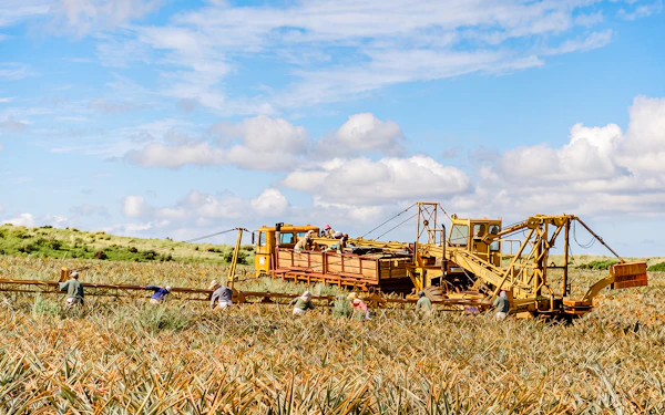 Maui Pineapple Tour: Farm and Feast Experience