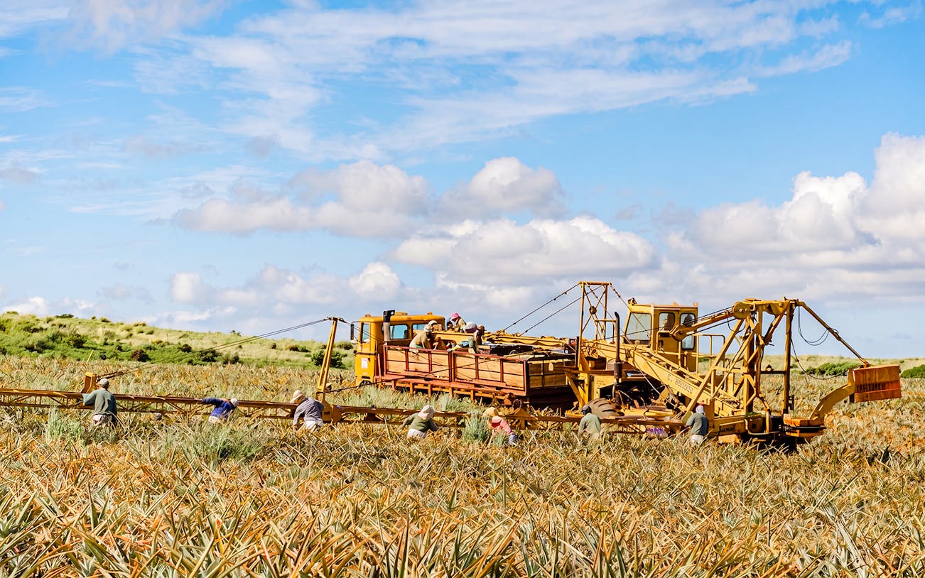 Workers harvesting pineapples with machinery on a farm under a blue sky.