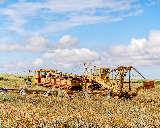 Maui Pineapple Tour: Farm and Feast Experience