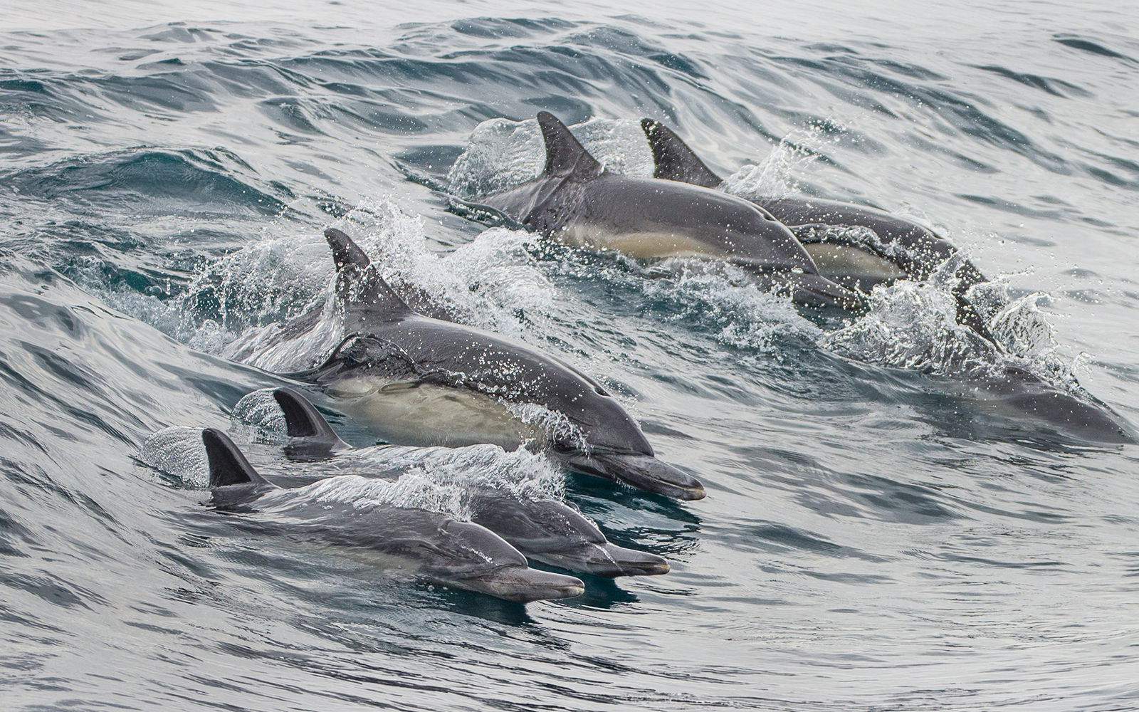 Dolphins swimming in the ocean during a Los Angeles whale watching tour.