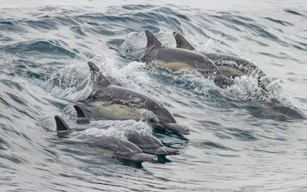 Dolphins swimming in the ocean during a Los Angeles whale watching tour.