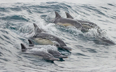 Dolphins swimming in the ocean during a Los Angeles whale watching tour.