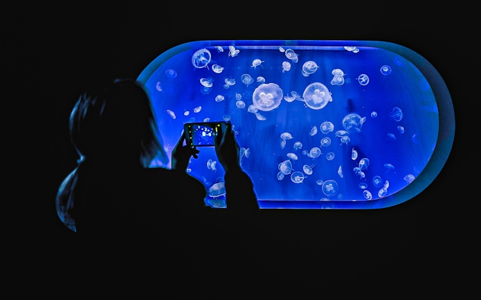 Visitors photographing jellyfish at Valencia Oceanogràfic aquarium.