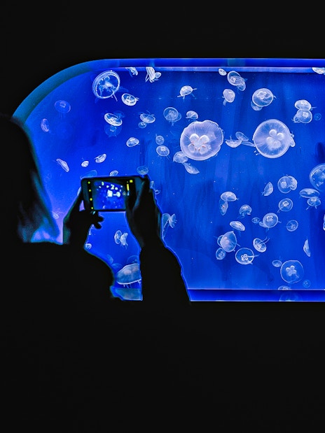 Visitors photographing jellyfish at Valencia Oceanogràfic aquarium.