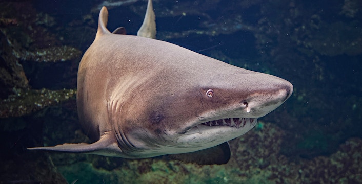 Nausicaá - National Sea Center
