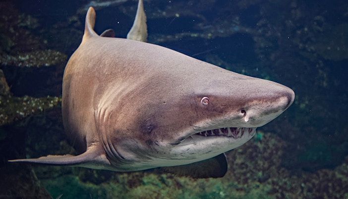 Shark swimming in an aquarium exhibit.