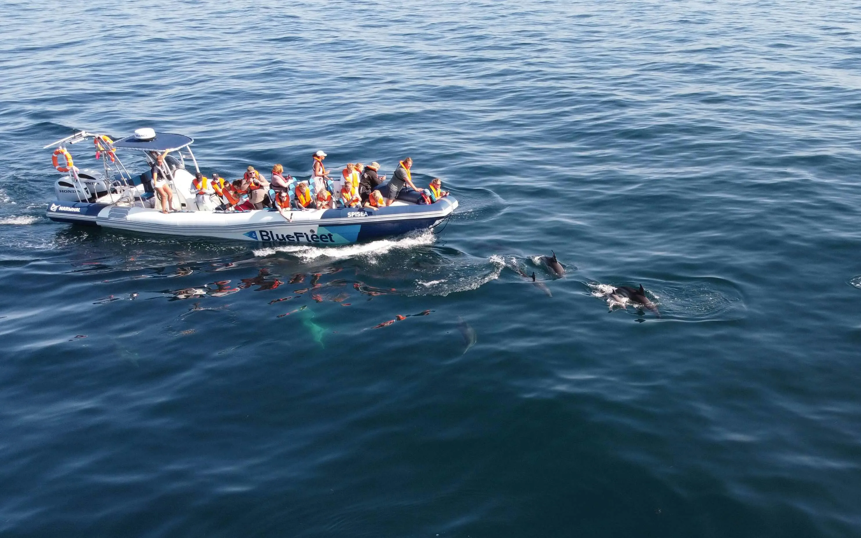 Tourists on a boat watching dolphins in the ocean near Lagos.