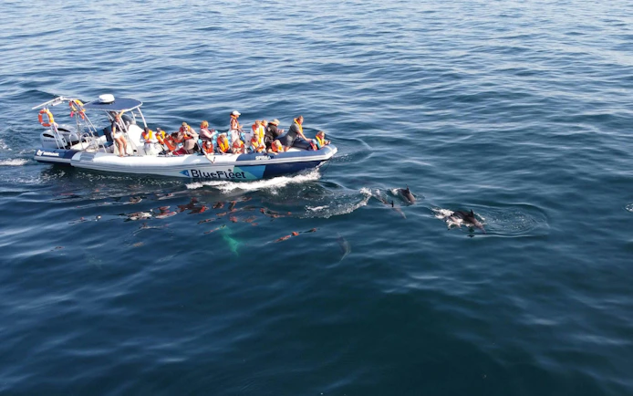 Tourists on a boat watching dolphins in the ocean near Lagos.