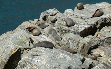 Fur seals resting on rocks at Milford Sound, New Zealand.