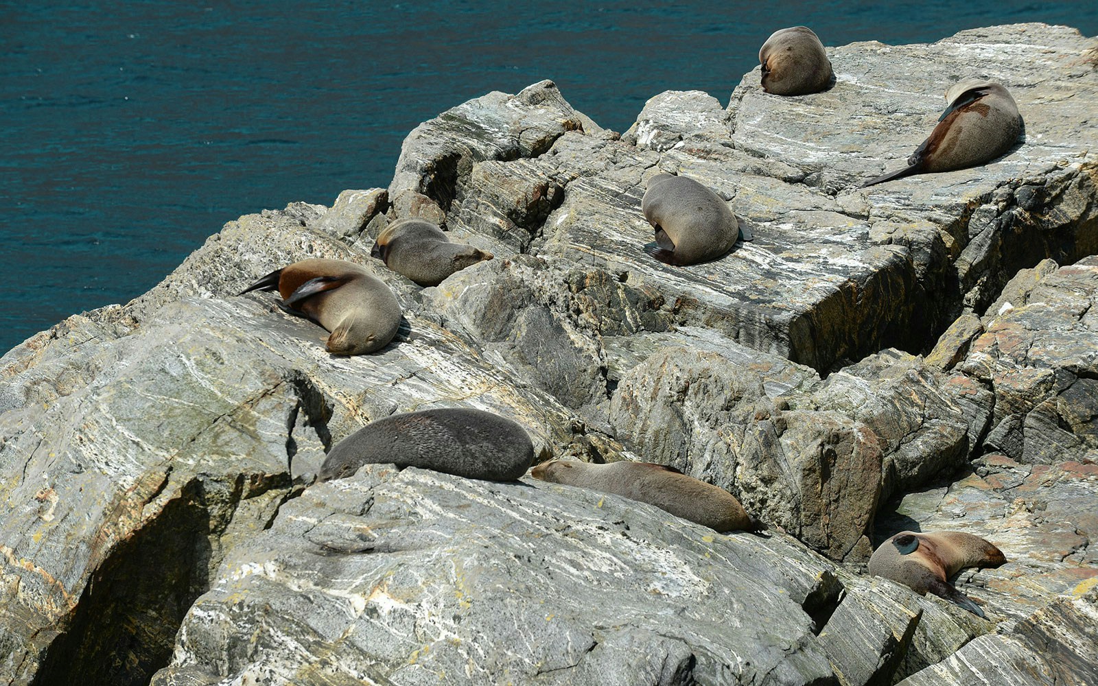 Fur seals lying on rocks at Milford Sound