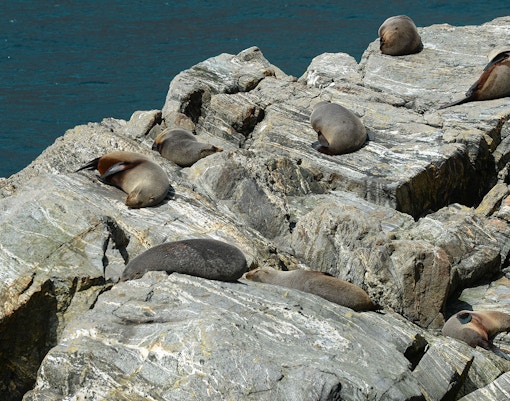 crucero milford sound