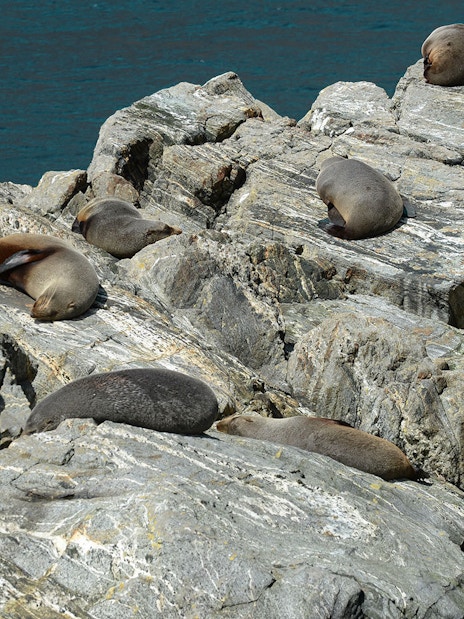 Fur seals resting on rocks at Milford Sound, New Zealand.