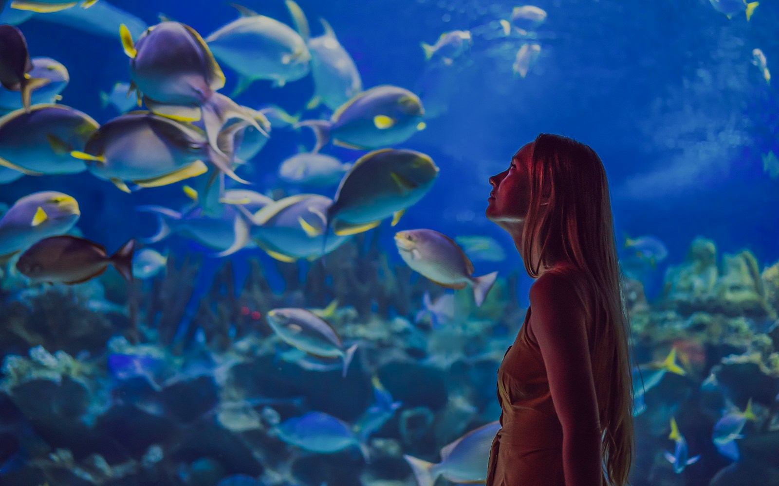 Visitor observing colorful fish at Aquarium of the Pacific.