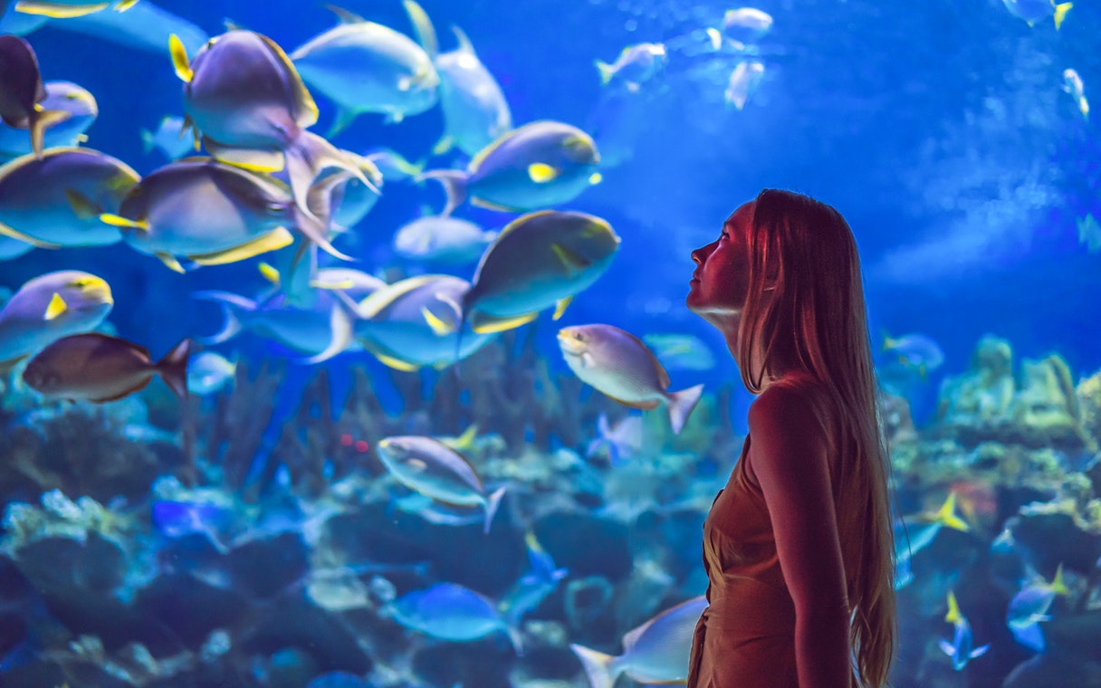 Visitor observing colorful fish at Aquarium of the Pacific.