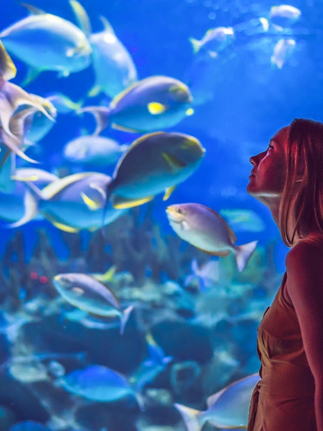 Visitor observing colorful fish at Aquarium of the Pacific.