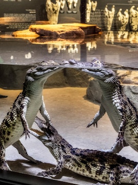Crocodiles interacting underwater at Dubai Crocodile Park exhibit.