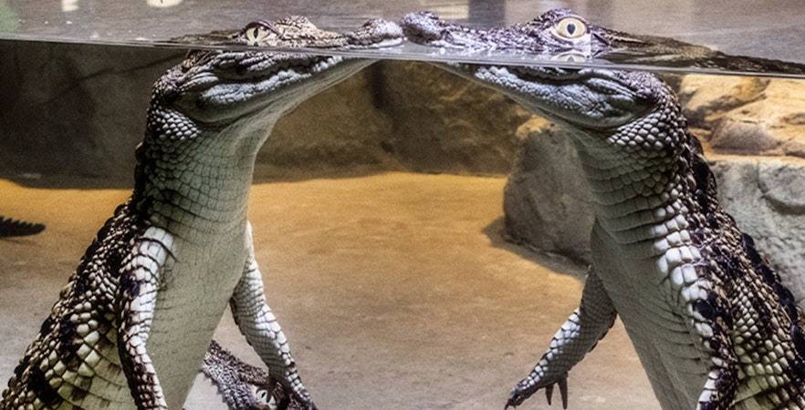 Park krokodyli w Dubaju