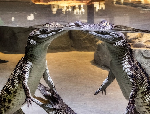 Crocodiles interacting underwater at Dubai Crocodile Park exhibit.
