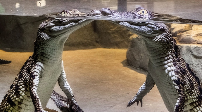 Crocodiles interacting underwater at Dubai Crocodile Park exhibit.