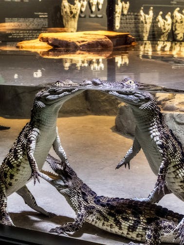 Dubai Crocodile Park