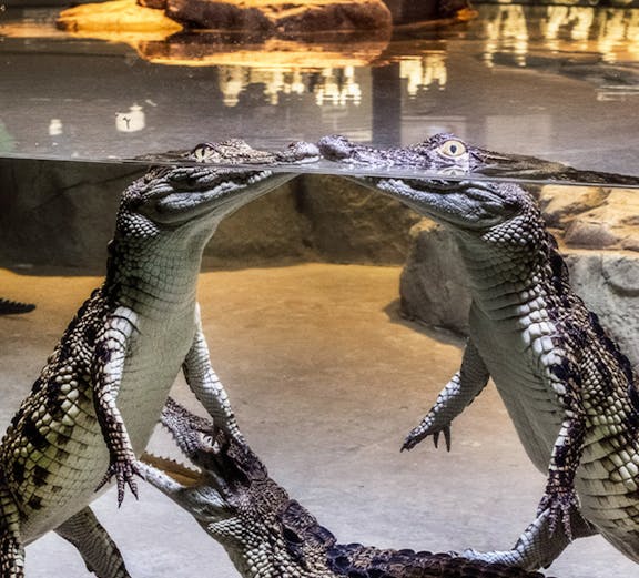 Crocodiles interacting underwater at Dubai Crocodile Park exhibit.