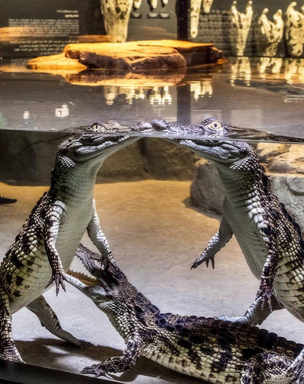 Crocodiles interacting underwater at Dubai Crocodile Park exhibit.
