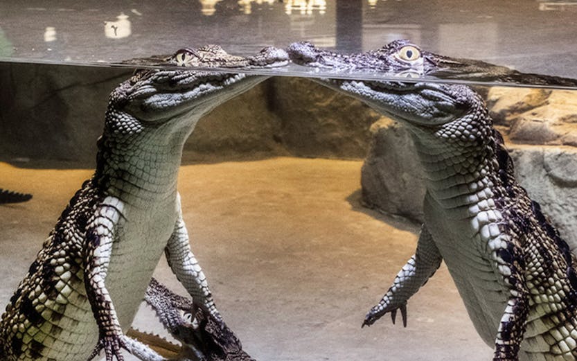 Crocodiles interacting underwater at Dubai Crocodile Park exhibit.