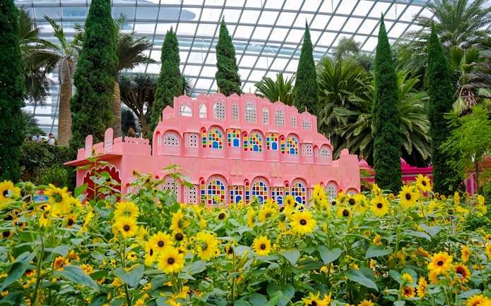 Sunflowers in front of a pink building at Gardens by the Bay, Singapore.