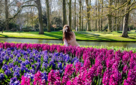 Keukenhof Entry with Transfers from Amsterdam