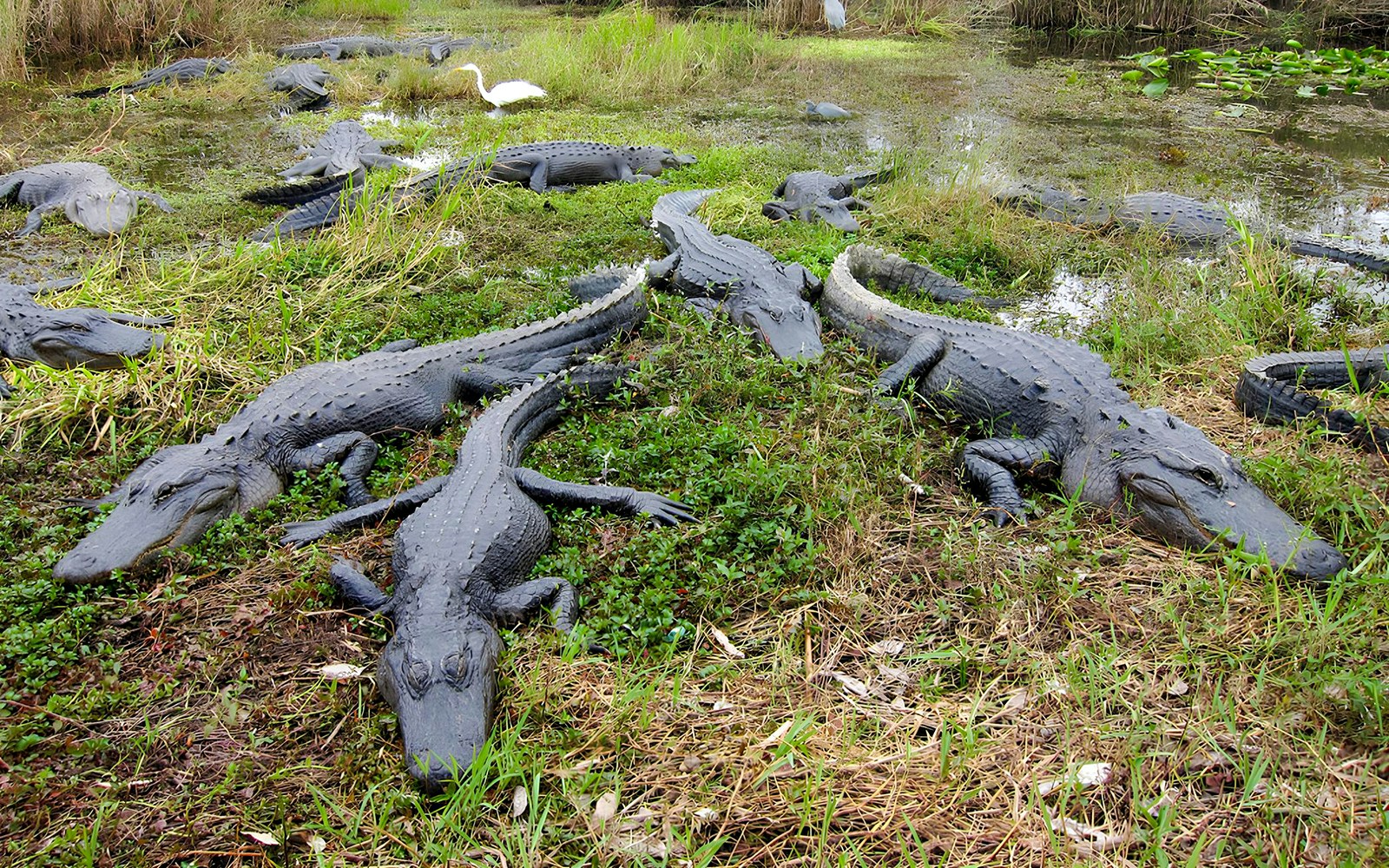 Alligators in Everglades National Park swamp during airboat tour from Miami.
