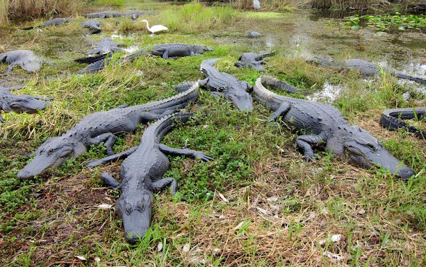 Alligators in Everglades National Park swamp during airboat tour from Miami.