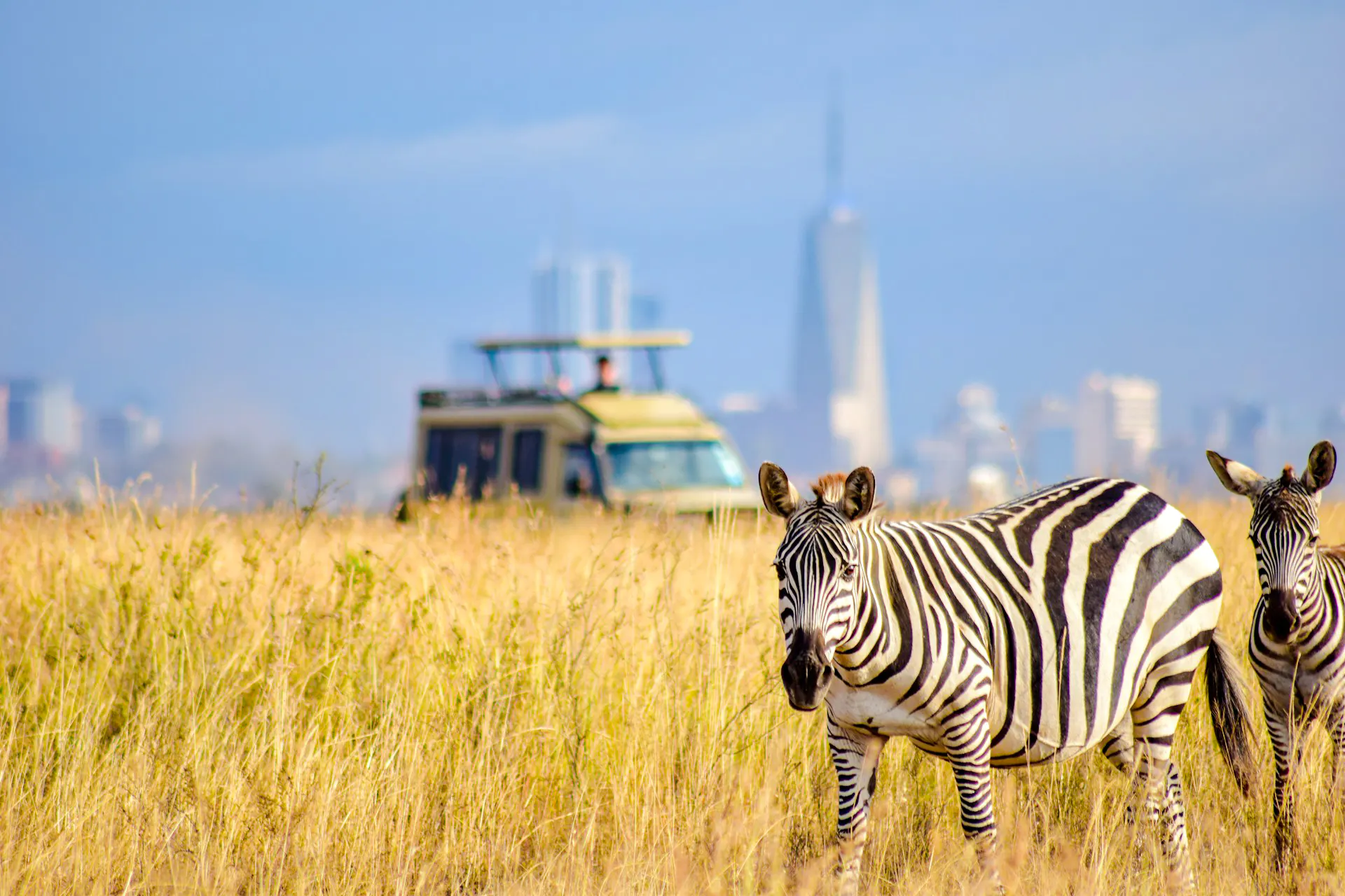 Zebras grazing in Nairobi National Park with city skyline and safari vehicle in background.