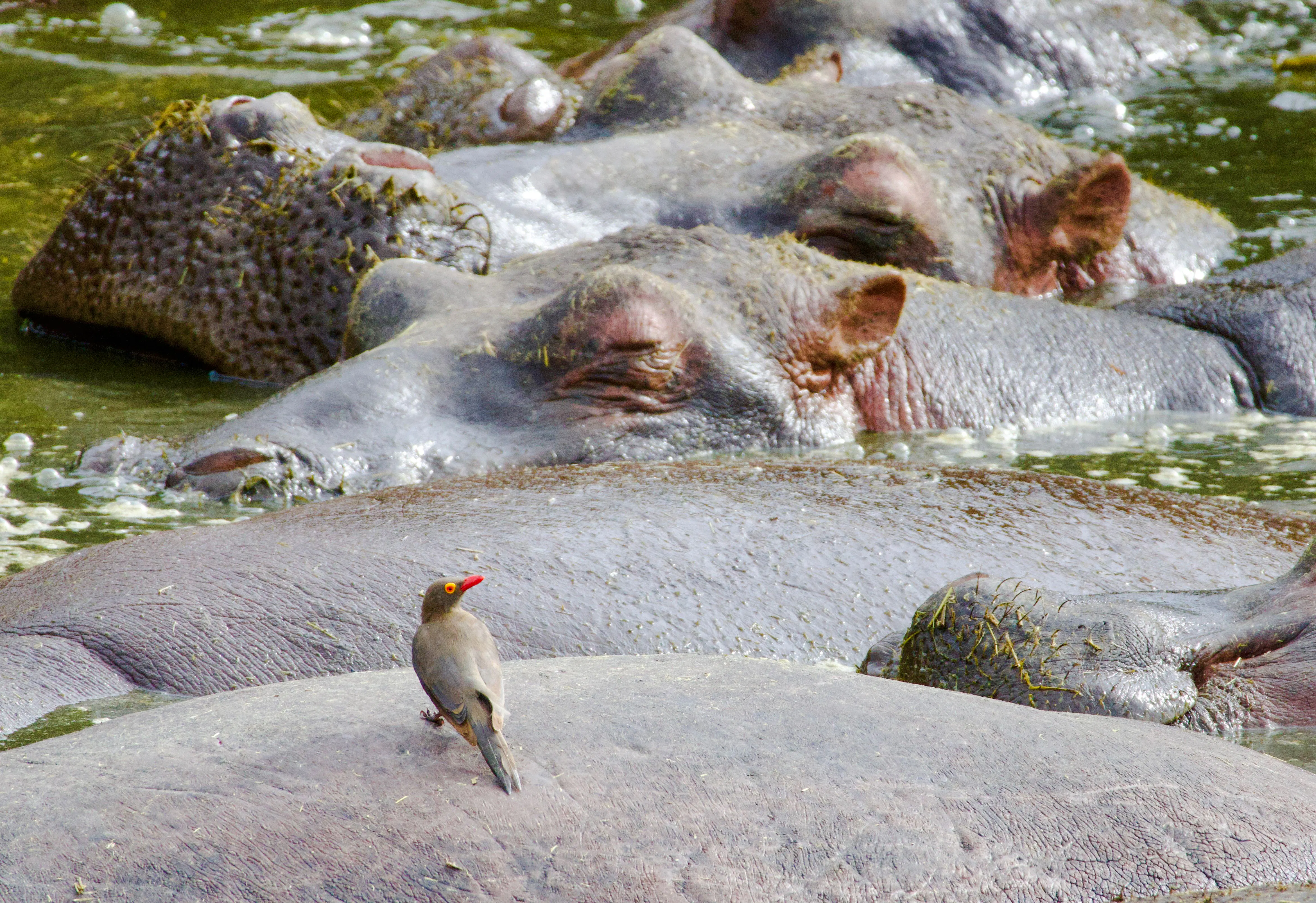 Hippos resting in water with a bird perched on one, Nyerere National Park safari.