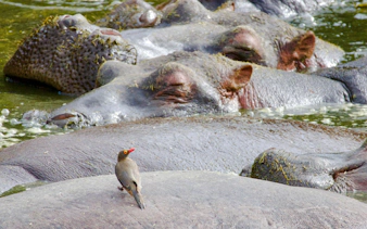 Hippos resting in water with a bird perched on one, Nyerere National Park safari.