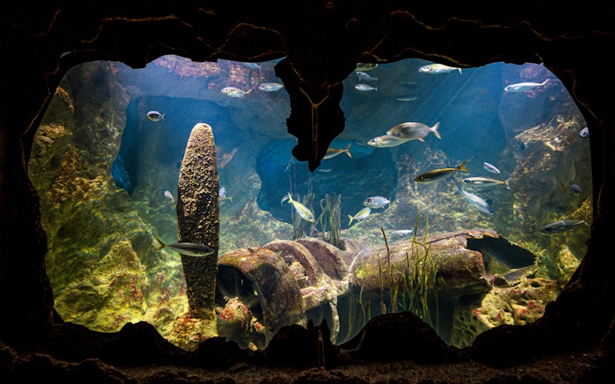 Underwater view of fish swimming around a shipwreck at Malta National Aquarium.