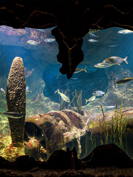 Underwater view of fish swimming around a shipwreck at Malta National Aquarium.